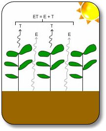 evapotranspiration
