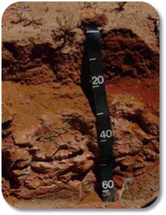 Silicicsoil