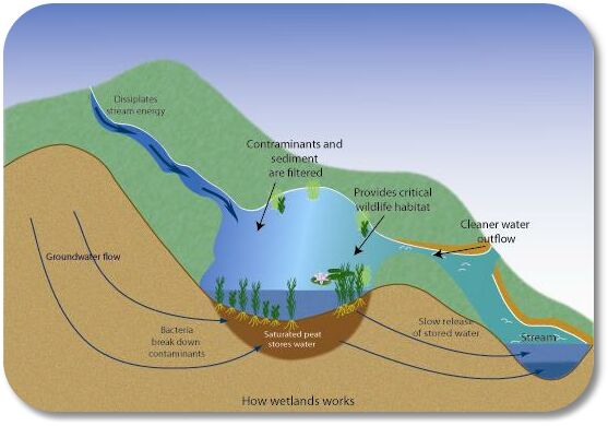 Wetland